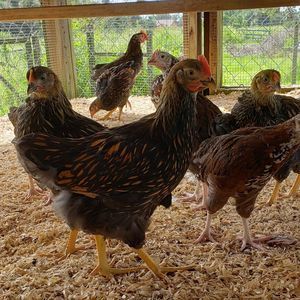 Meet your Posher, Kayla